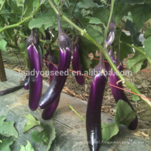 E01 Purple angel f1 hybrid purple long eggplant seeds, 33cm in length, 300Grams in weight